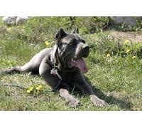 OZLHSP 1500 piece jigsaw puzzles Cane Corso Cane Corso Animal 87x57cm