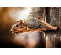 OZLHSP 1500 piece jigsaw puzzles christmas Squirrel Animal 87x57cm