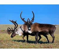 OZLHSP 1500 piece jigsaw puzzles Deer Animals 87x57cm