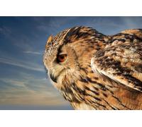 OZLHSP 1500 piece jigsaw puzzles Eagle Owl Owls Animals 87x57cm