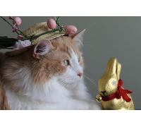 OZLHSP 1500 piece jigsaw puzzles for adults Cats Eggs Animal 87x57cm