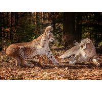 OZLHSP 1500 piece jigsaw puzzles for adults Lynx Big Cats Fight Animal 87x57cm