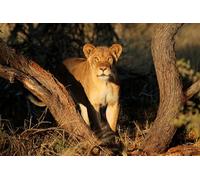 OZLHSP 1500 piece jigsaw puzzles for children Lions Big Animals 87x57cm