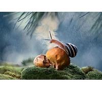 OZLHSP 1500 piece jigsaw puzzles for children Snails Animal 87x57cm