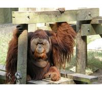 OZLHSP 1500 piece puzzle Monkeys Fat Animal 87x57cm