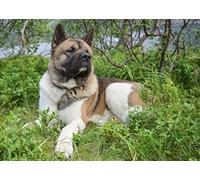 OZLHSP 1500 pieces jigsaw puzzles interior design challenge American Akita Animal 87x57cm