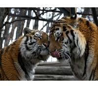 OZLHSP 1500 pieces jigsaw puzzles Tigers Big Cats Animal 87x57cm