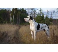 OZLHSP 1500 puzzle Great Dane Harlequin Animal 87x57cm