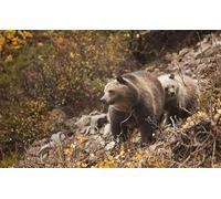 OZLHSP 3d jigsaw puzzle 1000 pieces Brown Bears Animals 75x50cm