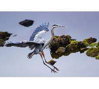 OZLHSP 3d jigsaw puzzle 1000 pieces Heron Heron Animals 75x50cm