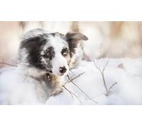 OZLHSP 3d jigsaw puzzle 500 pieces Border Collie Animals 52x38cm