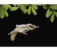 OZLHSP 3d jigsaw puzzle 500 pieces Squirrel Rodents Animal 52x38cm