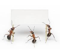 OZLHSP 3d jigsaw puzzles for adults 1000 pieces Ants Animals 75x50cm