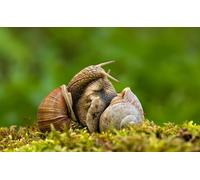 OZLHSP 3d jigsaw puzzles for adults 1500 pieces Snails Animals 87x57cm