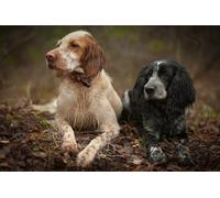 OZLHSP 3d jigsaw puzzles for adults 1500 pieces Spaniel English Setter Animal 87x57cm
