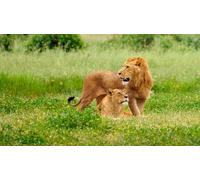 OZLHSP 3d jigsaw puzzles for adults 500 pieces Lion Big Animals 52x38cm