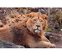 OZLHSP 3d jigsaw puzzles for adults 500 pieces Lions Big Cats Animal 52x38cm