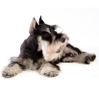 OZLHSP 3d jigsaws for adults 1500 piece Miniature Schnauzer Animals 87x57cm
