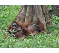 OZLHSP 3d jigsaws for adults 1500 piece Pongo Monkeys Animal 87x57cm