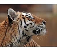 OZLHSP 3d jigsaws for adults 1500 piece Tigers Animals 87x57cm