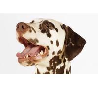 OZLHSP 3d jigsaws for adults 500 piece Dalmatian Animal 52x38cm