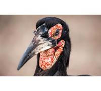OZLHSP 3d jigsaws for adults 500 piece Hornbill Animal 52x38cm