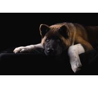 OZLHSP 3d puzzle 500 pieces Akita Inu American Akita Animals 52x38cm
