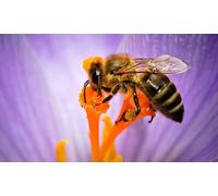 OZLHSP 3d puzzle 500 pieces Bees Insect Animal 52x38cm