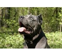 OZLHSP 3d puzzle 500 pieces Cane Corso Cane Corso Animals 52x38cm