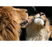 OZLHSP 500 jigsaw puzzle Lions Animals 52x38cm
