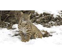 OZLHSP 500 jigsaw puzzle Lynxes Big Animals 52x38cm
