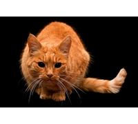 OZLHSP 500 jigsaw puzzles for adults Cats Scary Animal 52x38cm