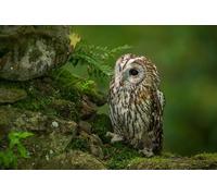 OZLHSP 500 piece christmas jigsaw puzzles Owl Animals 52x38cm