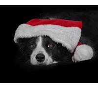 OZLHSP 500 piece jigsaw Border Collie 52x38cm