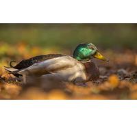 OZLHSP 500 piece jigsaw Duck Animals 52x38cm