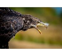 OZLHSP 500 piece jigsaw Eagles Animal 52x38cm