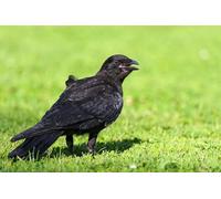 OZLHSP 500 piece jigsaw puzzle Crows Animals 52x38cm