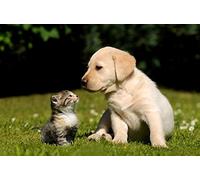 OZLHSP 500 piece jigsaw puzzles Beagle Kittens Retriever Cats Animal 52x38cm
