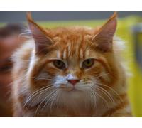 OZLHSP 500 piece jigsaw puzzles christmas Cats Animal 52x38cm