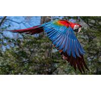 OZLHSP 500 piece jigsaw puzzles christmas Macaw Parrots Animals 52x38cm