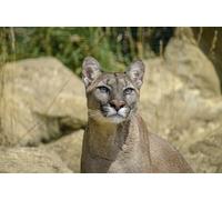 OZLHSP 500 piece jigsaw puzzles christmas Puma Big Cats Animal 52x38cm