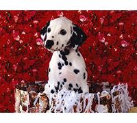 OZLHSP 500 piece jigsaw puzzles Dalmatian Animals 52x38cm