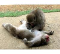 OZLHSP 500 piece jigsaw puzzles for adults Macaque Monkey Animal 52x38cm