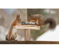 OZLHSP 500 piece jigsaw puzzles for adults Squirrels Chess Animals 52x38cm