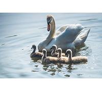 OZLHSP 500 piece jigsaw puzzles for adults Swans Chick 52x38cm