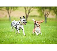 OZLHSP 500 piece jigsaw puzzles for children Beagle Dalmatian Animals 52x38cm