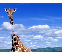 OZLHSP 500 piece jigsaw puzzles for children Giraffes Animals 52x38cm