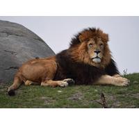 OZLHSP 500 piece jigsaw puzzles Lions Big Animals 52x38cm