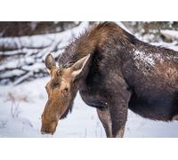 OZLHSP 500 piece jigsaw puzzles Moose Animals 52x38cm