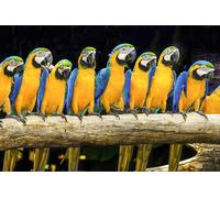 OZLHSP 500 piece jigsaw puzzles Parrots Animals 52x38cm